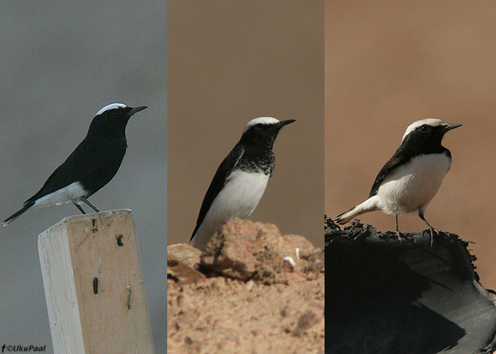 Mustvalged täksid (Oenanthe leucopyga/monacha/lugens)

UP
Keywords: hooded mourning white-crowned wheatear