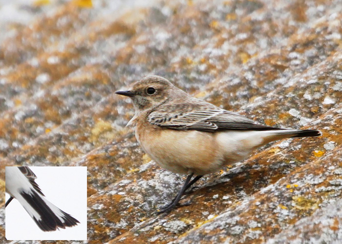 Nunn-kivitäks (Oenanthe pleschanka)
Sõrve säär, Saaremaa, 2.11.2013. Eesti teine leid. 2nd for Estonia.

Mati Martinson
Keywords: pied wheatear