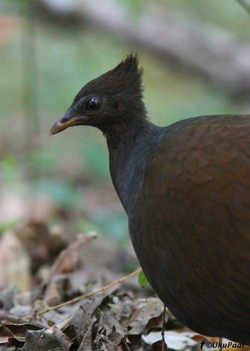 Punajalg-rihukana (Megapodius reinwardt)
Julatten, Detsember 2007
Keywords: orange-footed scrubfowl