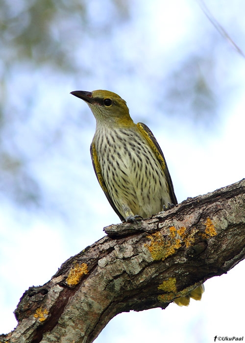 Peoleo (Oriolus oriolus)
Tartumaa, 13.8.2010

UP
Keywords: golden oriole