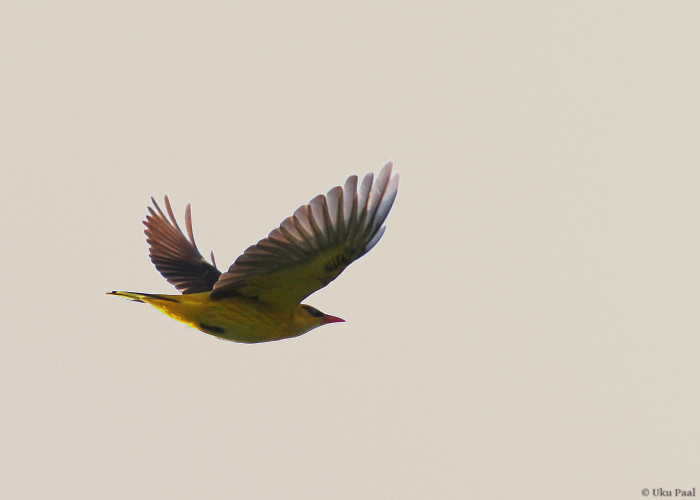 Peoleo (Oriolus oriolus) isane
Pärnumaa, mai 2014

UP
Keywords: golden oriole