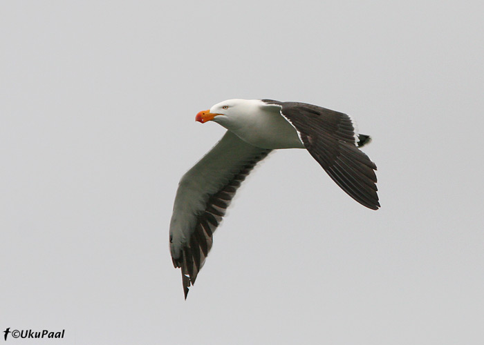 Keiserkajakas (Larus pacificus)
Lakes Entrance, Detsember 2007
Keywords: pacific gull