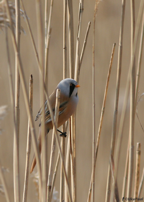 Roohabekas (Panurus biarmicus)
Pärnumaa, 31.3.2008
Keywords: reedling