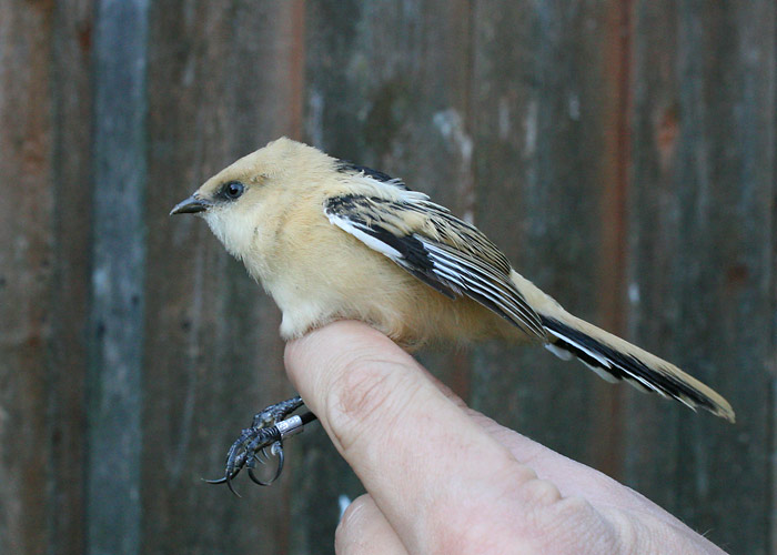 Roohabekas (Panurus biarmicus)
Vaibla linnujaam, 7.08.2007

Riho Marja
Keywords: bearded reedling tit