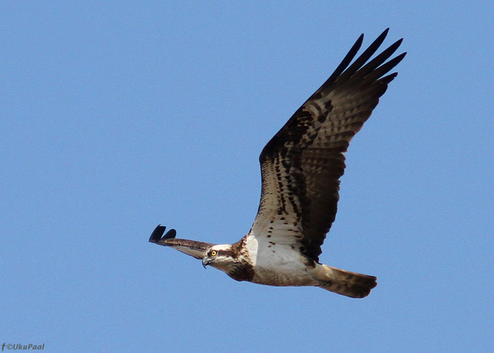 Kalakotkas (Pandion haliaetus)
Kabli, Pärnumaa, 16.4.2013

UP
Keywords: osprey