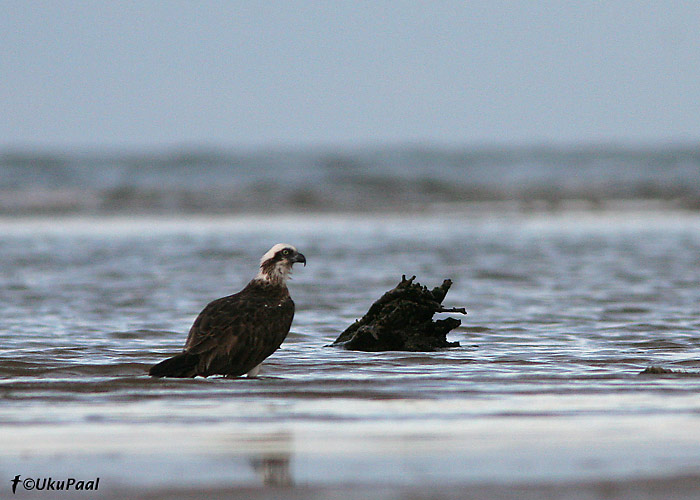 Kalakotkas (Pandoin haliaetus)
Cairns, Detsember 2007
Keywords: osprey