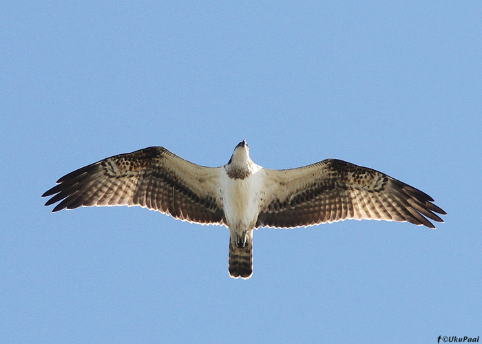 Kalakotkas (Pandion haliaetus)
Kihnu, september 2013

UP
Keywords: osprey