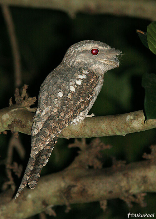 Suur-konnkurk (Podargus papuensis)
Cairns, Detsember 2007
Keywords: papuan frogmouth