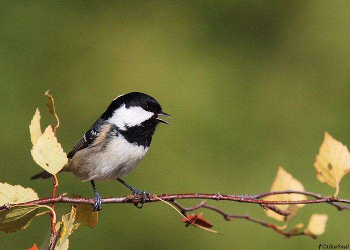 Musttihane (Parus ater)
Kihnu, september 2013

UP
Keywords: coal tit