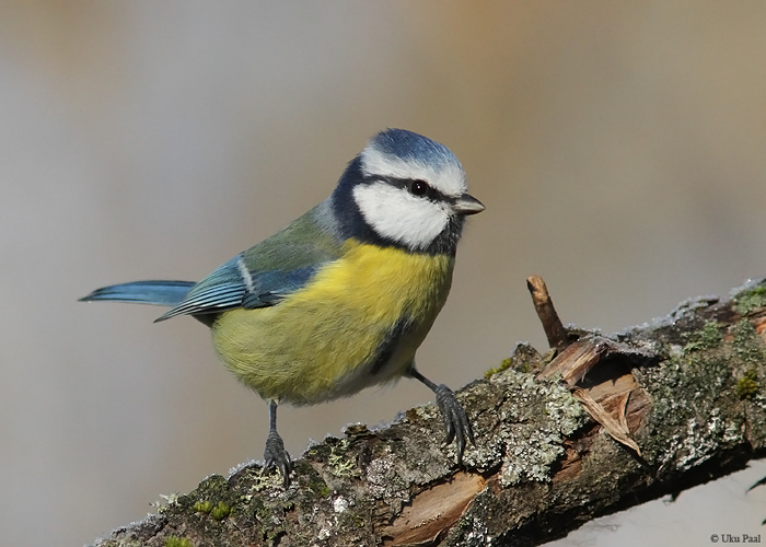 Sinitihane (Cyanistes caeruleus) 
Tartumaa, oktoober 2015. Sinithasel tuntakse vähemalt 9 alamliiki. Aafrikas ja Kanaari saartel elavaid alamliike käsitletakse tänapäeval enamikes taksonoomilistes nimekirjades eraldi liikidena.

UP
Keywords: blue tit