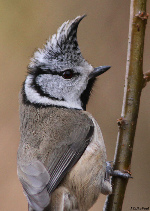 Tutt-tihane (Parus cristatus)
Tartumaa, aprill 2010

UP
Keywords: crested tit