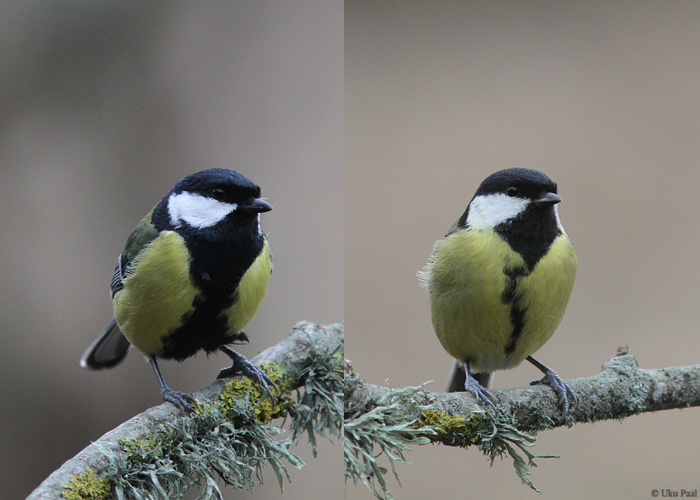 Rasvatihane (Parus major) isane ja emane
Sääre, veebruar 2015. Laia kõhuvöödiga on isaslind.

UP
Keywords: great tit