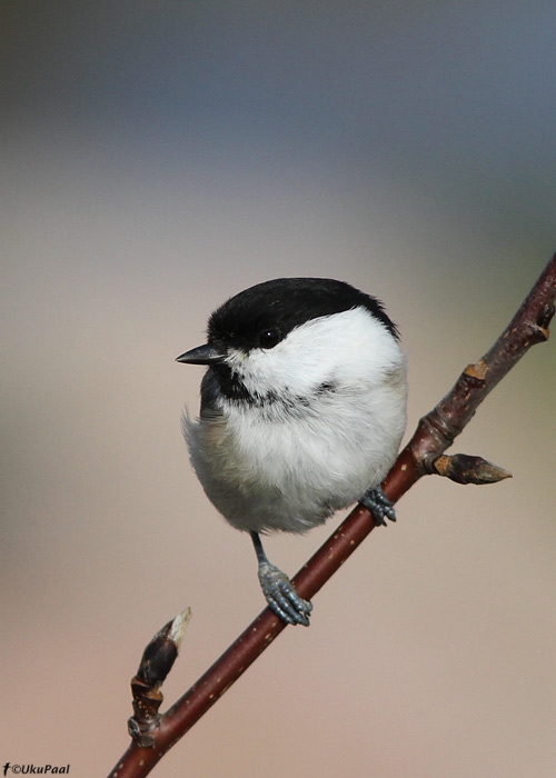 Põhjatihane (Parus montanus)
Läänemaa, september 2010

UP
Keywords: willow tit