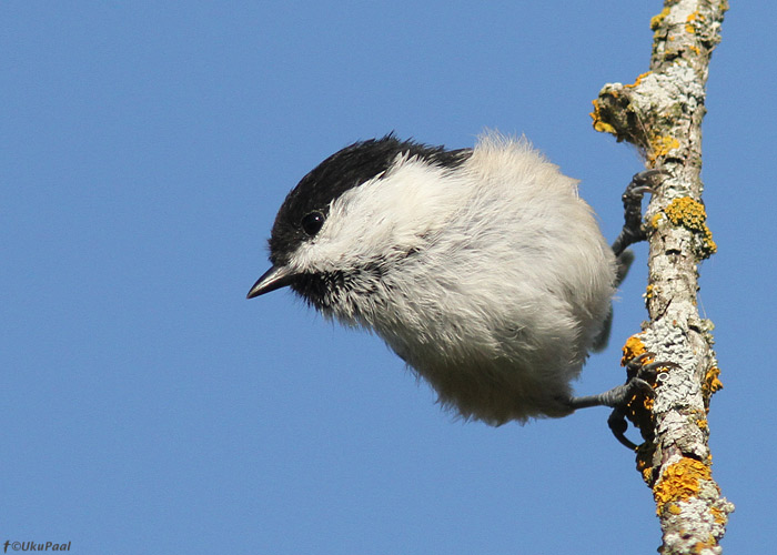 Põhjatihane (Parus montanus)
Tartumaa, august 2013

UP
Keywords: willow tit