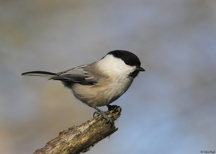 Põhjatihane (Poecile montanus)
Tartumaa, oktoober 2015. Varem Parus perekonnas olnud liik on nüüd mitme teise tihaseliigiga tõstetud perekonda Poecile. Huvitav fakt on, et liik on Briti saartel ohustatud. Arvukuse allakäigu põhjused on ebaselged, kuid võivad olla seotud elupaikade muutustega.

UP
Keywords: willow tit