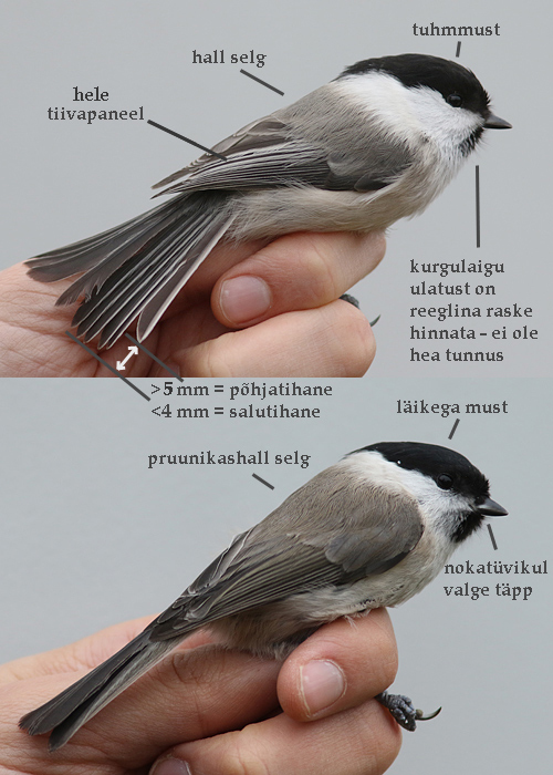 Põhjatihane (Poecile montanus borealis) ülal ja salutihane (Poecile palustris palustris) all
Järveküla, Viljandimaa, 2016. Lisaks on siit piltidelt aimatav väike erinevus noka kujus - salutihasel on see lühem ja paksem. Kurgulaigu hindamine on meie lindudel sageli raske (eriti kui suled sassis), siingi piltidel tundub hoopis salutihasel olevat suurem kurgulaik. Tiivapaneel on üsna hea tunnus, kuid salutihase noorlindudel võib ka üsna kontrastne tiivapaneel olla. Tüürsulgede pikkuse erinevuse hindamiseks peab reegline linnu kinni püüdma, kuid siin on põhjatihase lahtise saba puhul see kenasti näha - pikkuse erinevus on selgelt üle 4 mm. Meil esinevad alamliigid on erinevate sulestikutoonidega kui Lõuna- ja Lääne-Euroopa linnud.

Uku Paal
Keywords: willow marsh tit