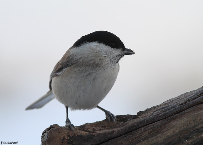 Salutihane (Parus palustris)
Saaremaa, detsember 2010

UP
Keywords: willow tit