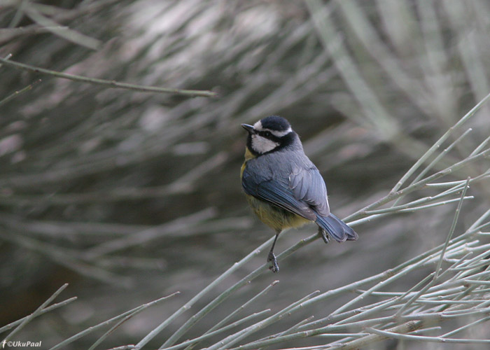 "Kanaari" sinitihane (Parus teneriffae)
Tenerife, märts 2009

UP
Keywords: Tenerife Bluetit