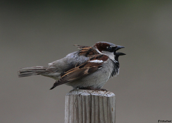 Koduvarblane (Passer domesticus)
Läänemaa, mai 2012

UP
Keywords: house sparrow