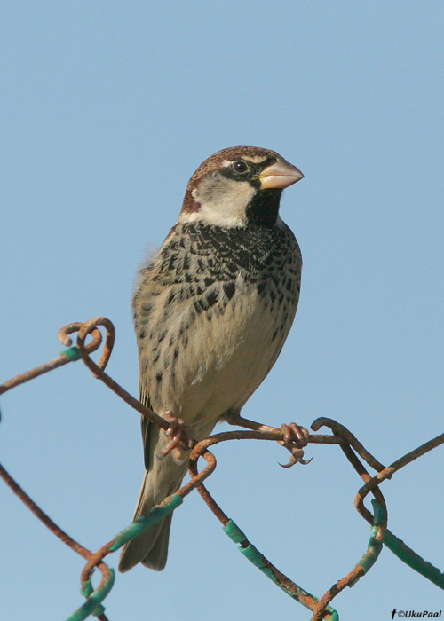 Pajuvarblane (Passer hispaniolensis)
Egiptus, jaanuar 2010
Keywords: spanish sparrow