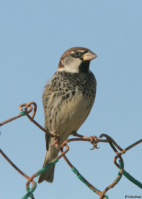 Pajuvarblane (Passer hispaniolensis)
Egiptus, jaanuar 2010
Keywords: spanish sparrow