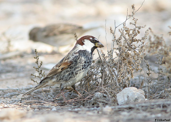 Pajuvarblane (Passer hispaniolensis)
UP
Keywords: spanish sparrow