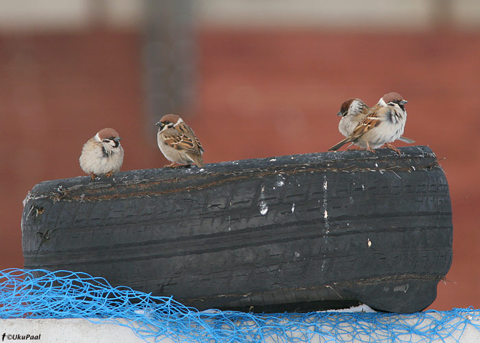 Põldvarblane (Passer montanus)
Rahinge, Tarumaa, märts 2010

UP
Keywords: tree sparrow