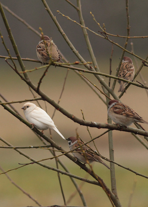 Leukistlik põldvarblane (Passer montanus)
Auksi, Viljandimaa, 3.11.2013

Liis Keerberg
Keywords: tree sparrow