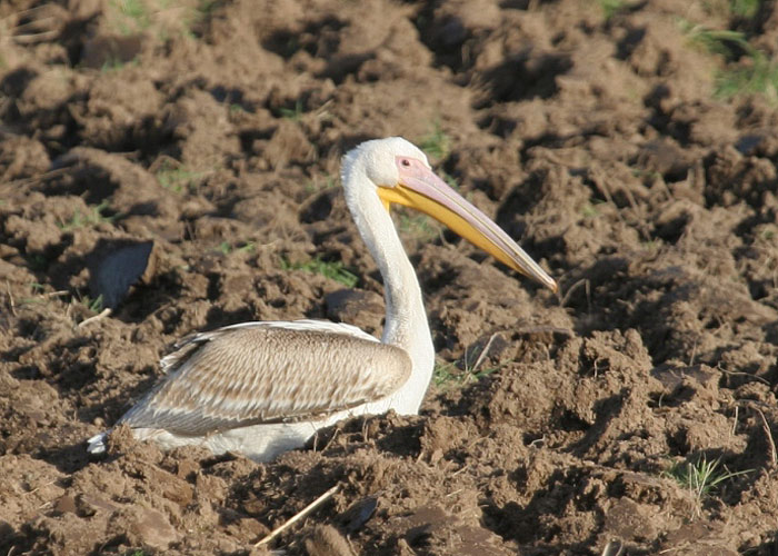 Roosapelikan (Pelecanus onocrotalus)
Viljandimaa, 2.5.2012. Eesti 4. vaatlus.

Margus Ots
Keywords: white pelican