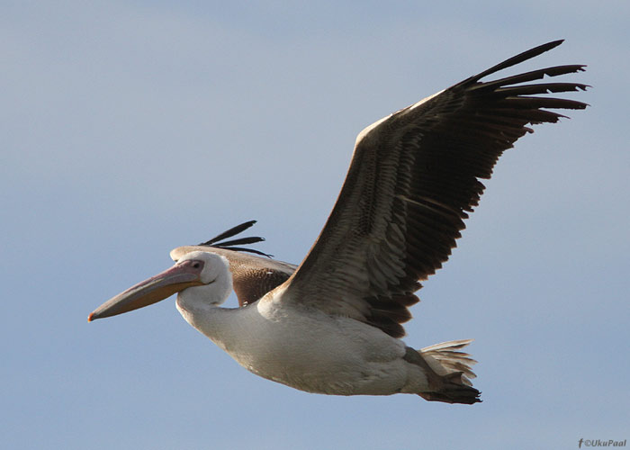 Roosapelikan (Pelecanus onocrotalus)
Viljandimaa, 4.5.2012. Eesti 4. vaatlus.

UP
Keywords: white pelican