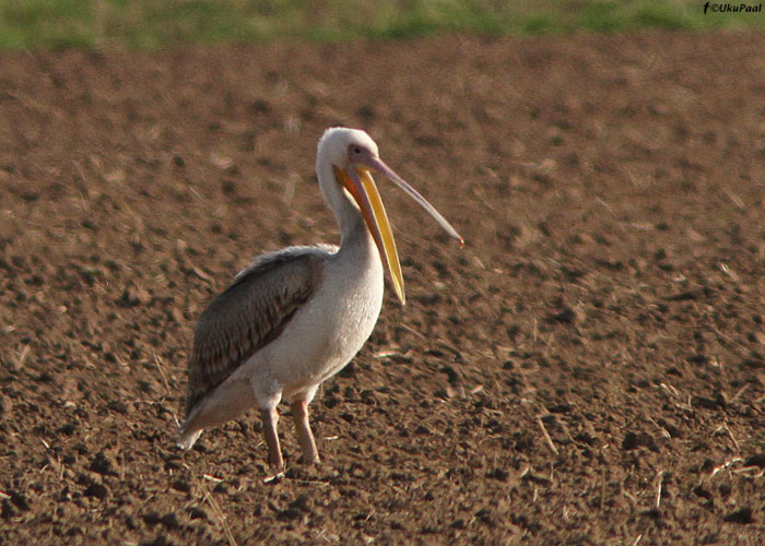 Roosapelikan (Pelecanus onocrotalus)
Viljandimaa, 4.5.2012. Eesti 4. vaatlus.

UP
Keywords: white pelican