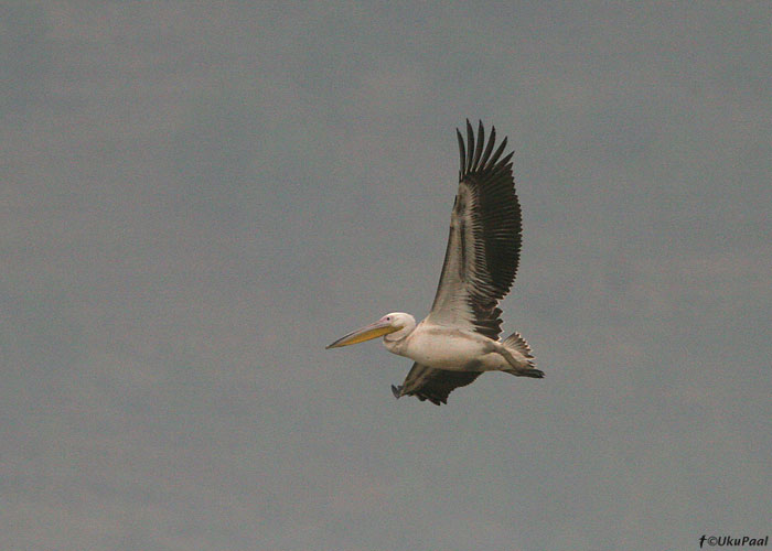 Pelikan (Pelecanus onocrotalus)
Hula

UP
Keywords: pelican