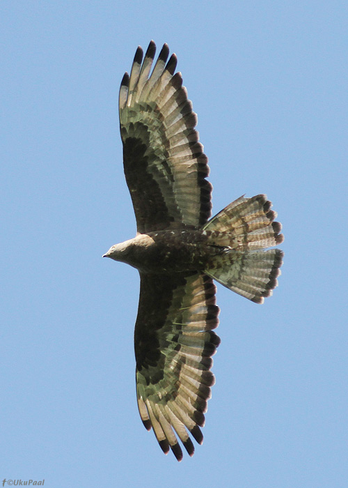 Herilaseviu (Pernis apivorus)
Valgamaa, juuni 2013

UP
Keywords: honey buzzard