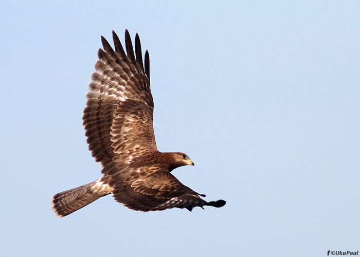 Herilaseviu (Pernis apivorus)
Pitkänä, Kihnu, 9.9.2013

UP
Keywords: honey buzzard