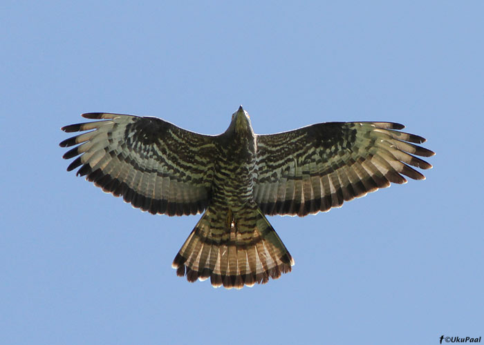 Herilaseviu (Pernis apivorus)
Saaremaa, juuni 2010

UP
Keywords: honey buzzard