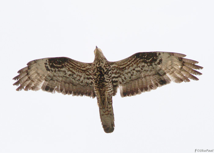 Herilaseviu (Pernis apivorus)
Tartumaa, august 2010

UP
Keywords: honey buzzard