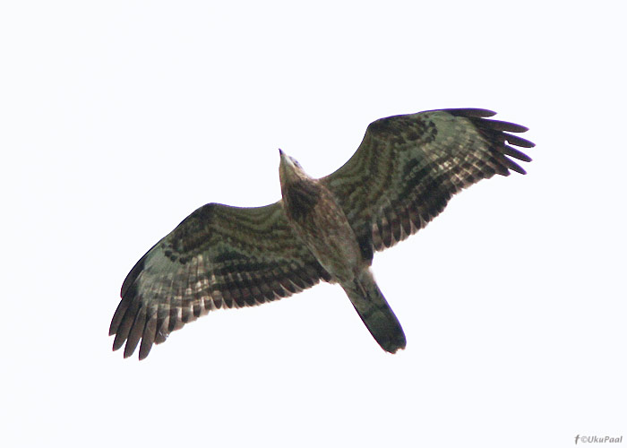 Herilaseviu (Pernis apivorus)
Valguta polder, Tartumaa, 7.10.2012. Tartumaa hiliseim vaatlus.

UP
Keywords: honey buzzard