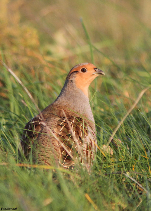 Nurmkana (Perdix perdix)
Harjumaa, november 2011

UP
Keywords: grey partridge