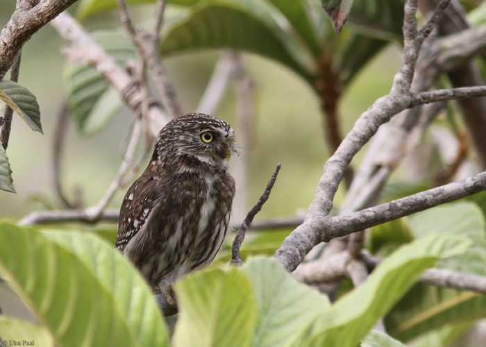 Peruu värbkakk (Glaucidium peruanum)
Peruu, sügis 2014

UP
Keywords: PERUVIAN PYGMY-OWL