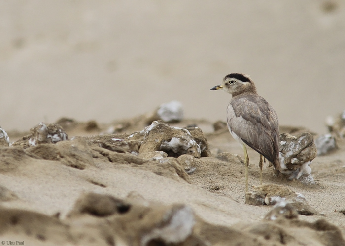 Peruu jämejalg (Burhinus superciliaris)
Peruu, sügis 2014

UP
Keywords: PERUVIAN THICK-KNEE