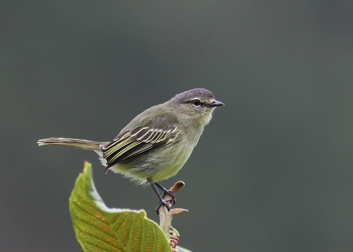 Zimmerius viridiflavus
Peruu, sügis 2014

UP
Keywords: PERUVIAN TYRANNULET