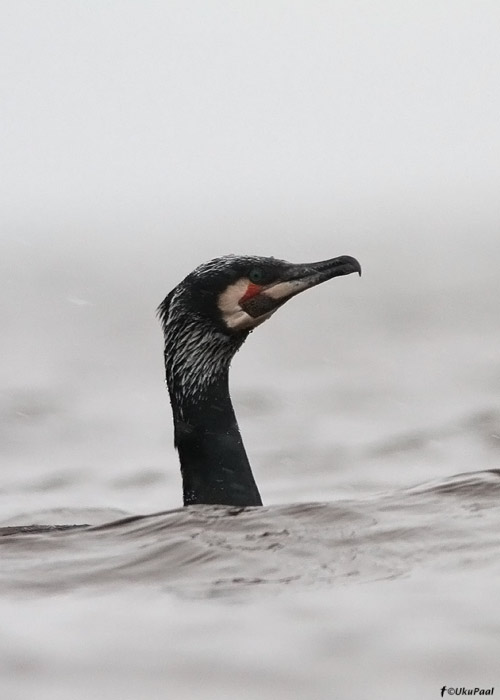 Kormoran (Phalacrocorax carbo)
Saaremaa, aprill 2012

UP
Keywords: cormorant