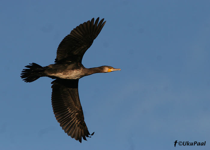 Kormoran (Phalacrocorax carbo)
Haaslava, Tartumaa, 31.08.2007
Keywords: cormorant