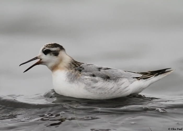 Puna-veetallaja (Phalaropus fulicarius)
Harilaid, Saaremaa, 27.10.2013. 17. vaatlus Eestis.

UP
Keywords: red phalarope