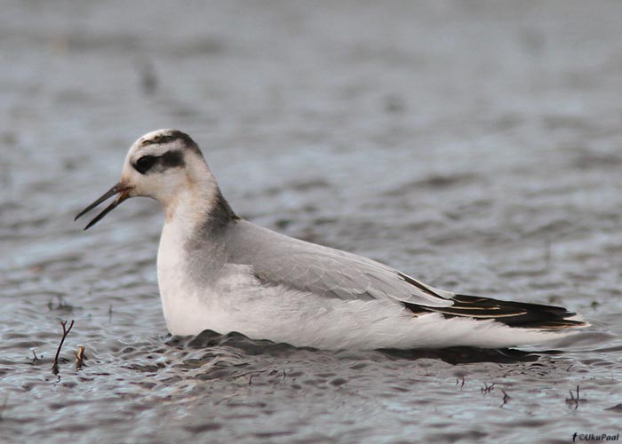 Puna-veetallaja (Phalaropus fulicarius)
Jämaja, Saaremaa, 4.12.2011. Eesti 13. ja ühtlasi esimene talvine vaatlus.

UP
Keywords: red grey phalarope