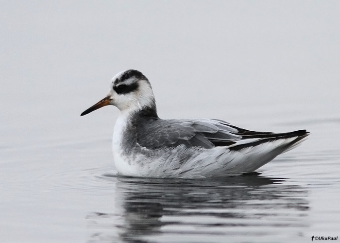 Puna-veetallaja (Phalaropus fulicarius)
Laoküla, Harjumaa, 31.12.2011. Eesti 15. vaatlus ja 3. talvine vaatlus.

Uku Paal
Keywords: red grey phalarope