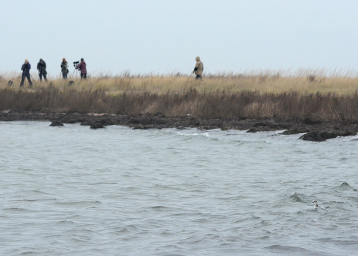 "Punatallaja" bongarid ja lind ise
Harilaid, Saaremaa, 27.10.2013

Tarvo Valker
Keywords: birders