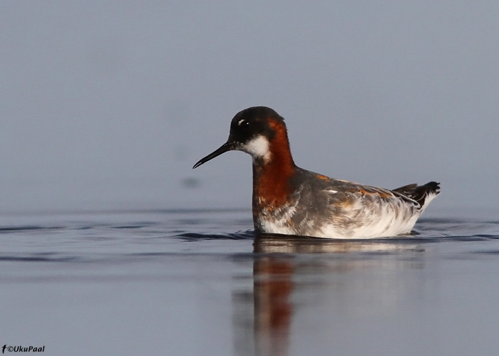 Veetallaja (Phalaropus lobatus)
Läänemaa, mai 2010

UP
Keywords: red-necked phalarope