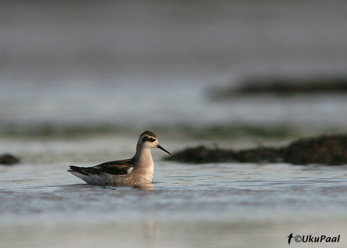 Veetallaja (Phalaropus lobatus)
Läänemaa, 1.09.2007
Keywords: red-necked phalarope