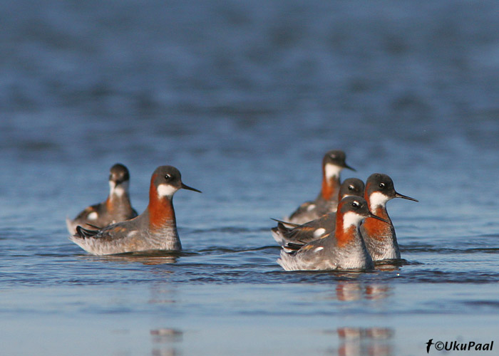 Veetallajad (Phalaropus lobatus)
Loode, Saaremaa, 2.6.06

UP
Keywords: red-necked phalarope